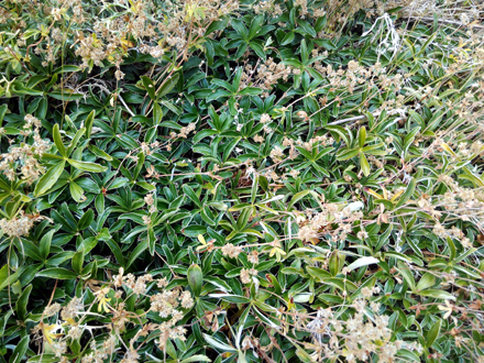 Alquemila