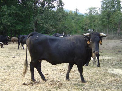vaca avileña
